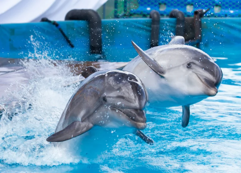 Discovering Dolphin Habitats: Unique Experiences and Exclusive Deals